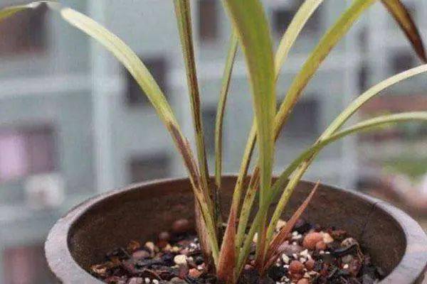 病虫害引起的黄叶特别是在夏天的时候,天气闷热,极易使兰花遭遇到病危