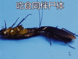 48cb04ad8f5548e3a06290c3024c7f65.gif