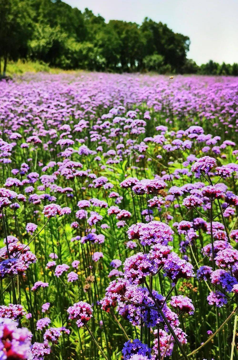惊艳庐江有一片网红花海速来打卡