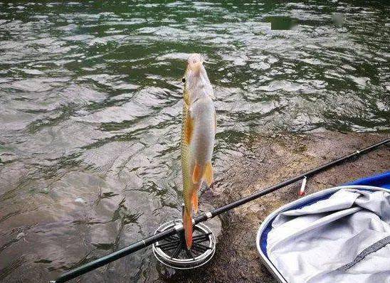 冲钓赤尾子鱼,最大的有三四斤,力道了得_赤尾鱼