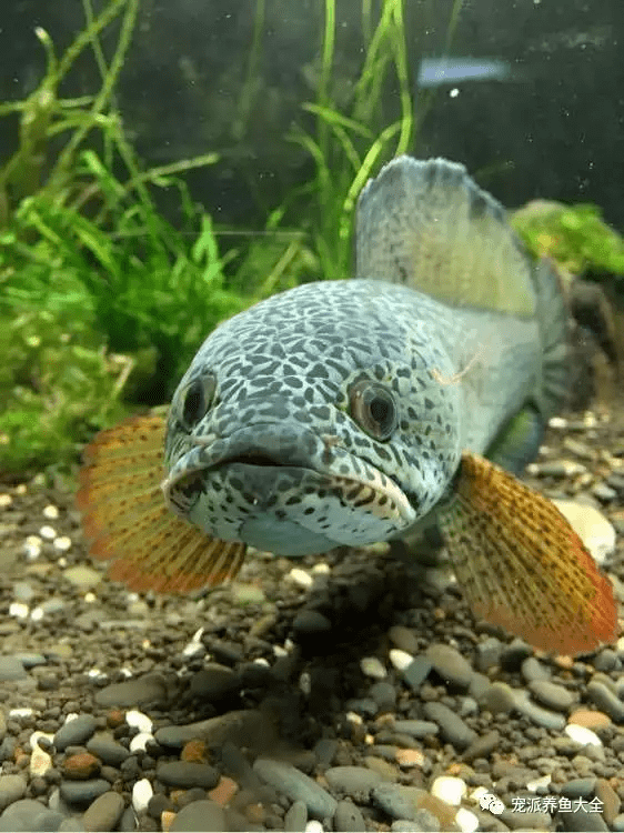 经典又精彩九种高颜值雷龙鱼品种图鉴来啦