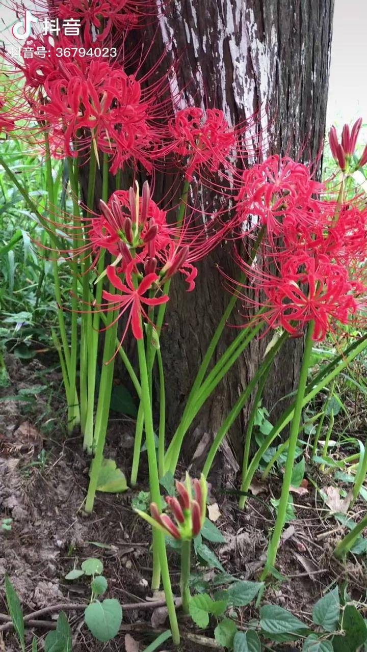 曼珠沙华,又名彼岸花,花开不见叶,叶在不见花,花叶同根却永不相见,生