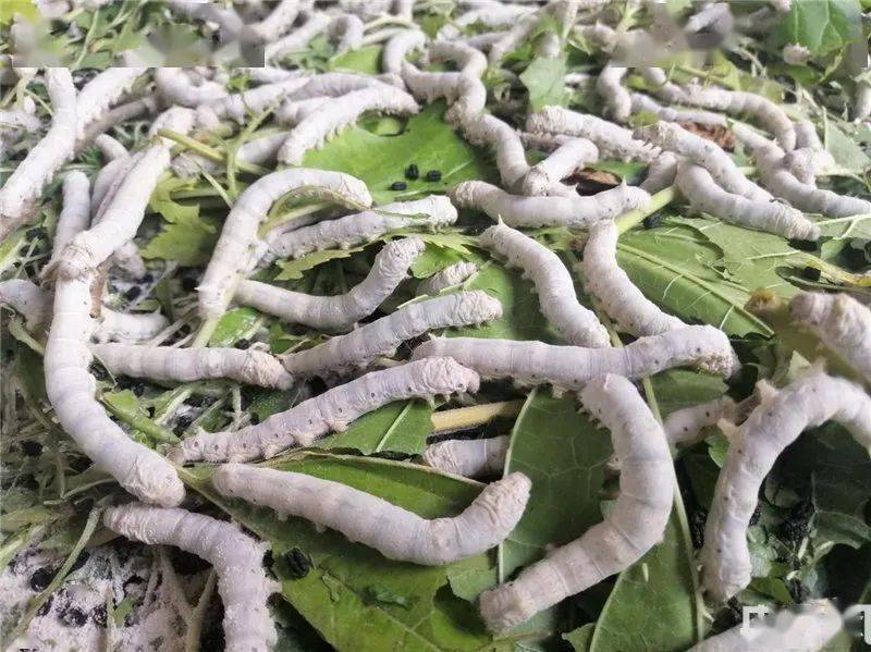 蚕棚内的夏蚕眼下正值夏蚕茧大批量收购的好时节.