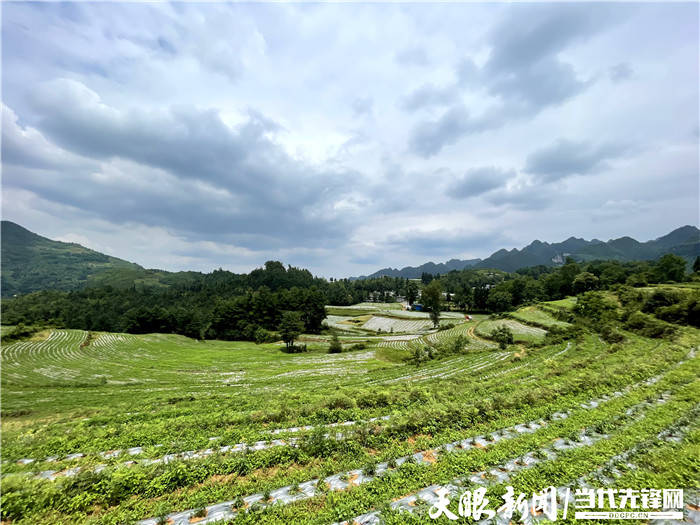 四新四化蹲點採訪能人帶動示範引領貴州赫章的這個小山村在山旮旯裡種