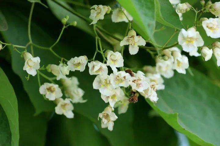 云游鞍山 梓树花开淡淡香 开花