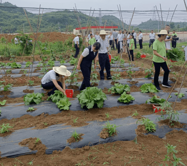 发展村集体经济助力乡村振兴普惠金融共同体田田圈开心农场开园