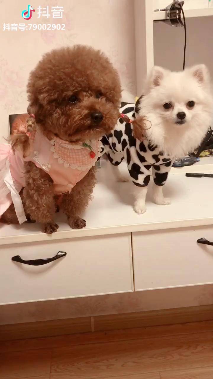 二个毛孩子难得合影一天到晚就知道干架水火不容的两兄弟泰迪和博美