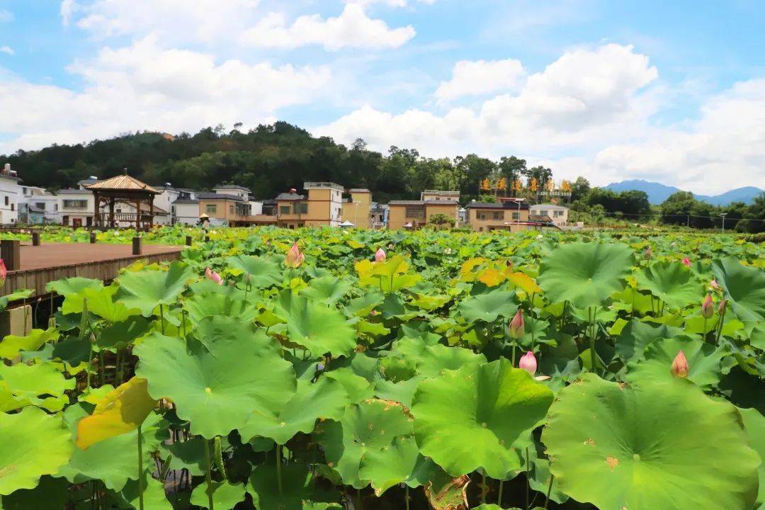 翁源半溪温泉度假村图片