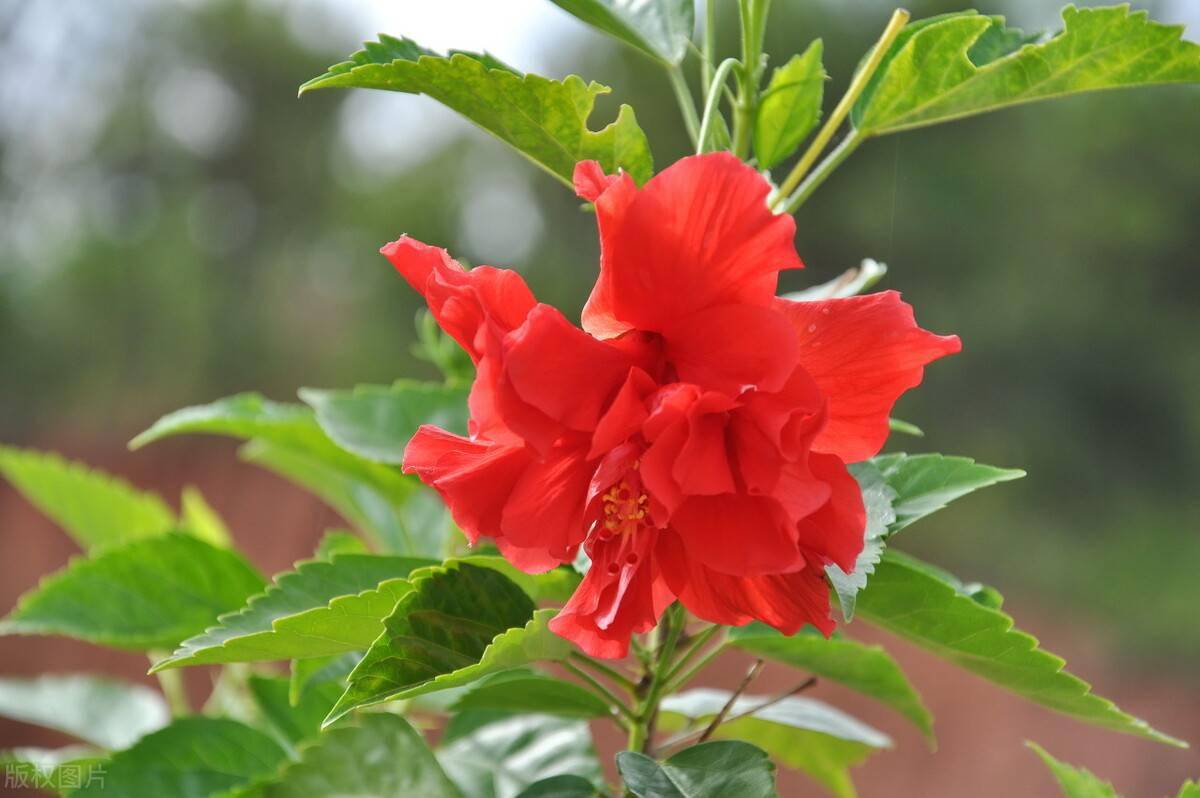 被 误解 很深的扶桑 其实观赏价值极高 现在正当时 别不懂养 开花