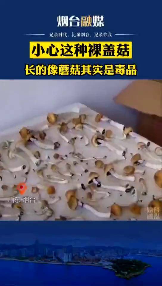 烟台公安破获新型致幻毒品小心这种蘑菇