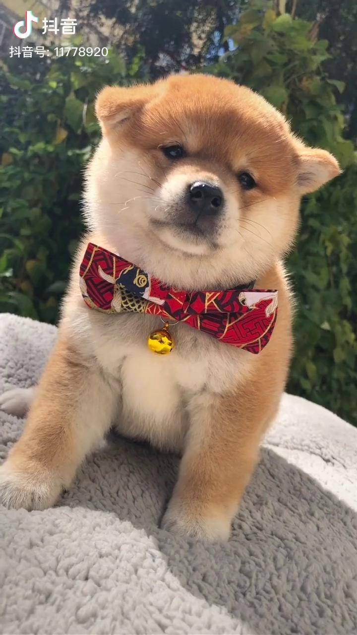 你为什么帅成这样柴犬小奶狗