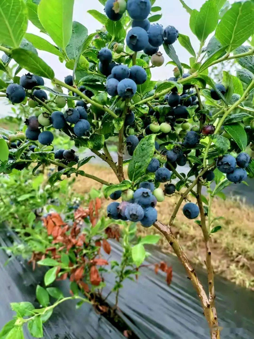 散发着阵阵的果香颗粒饱满,色泽诱人一颗颗蓝莓树上挂着一串串成熟的