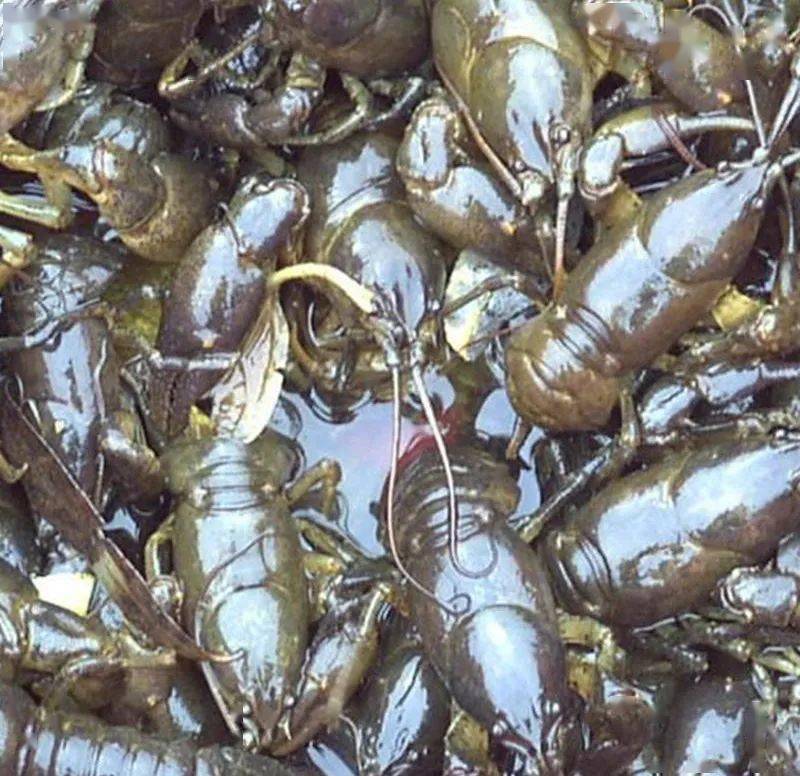 世上美味千千万最忆儿时蝲蛄汤