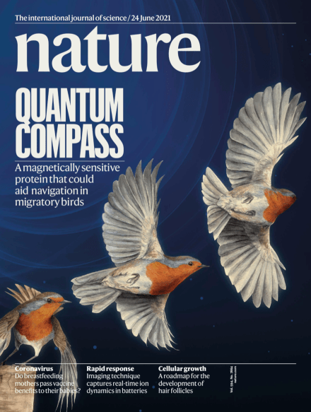 地磁|专访｜中外研究登上自然封面：这种蛋白让知更鸟能用地磁导航