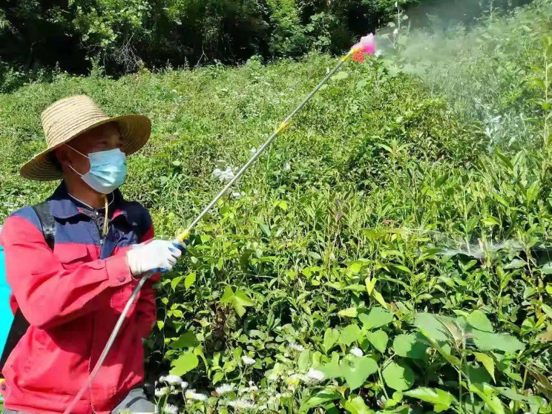 木魚鎮積極防治病蟲害,確保每片茶葉都喝的放心