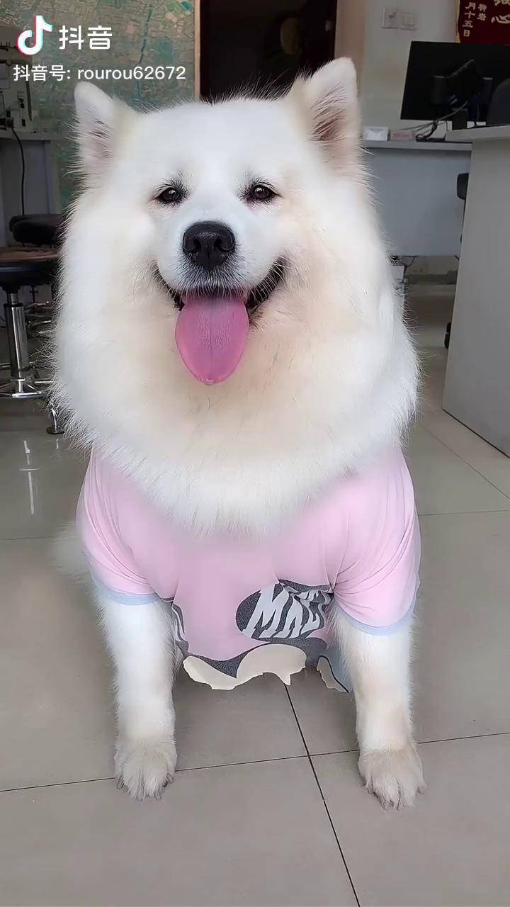 网恋须谨慎谁知道这个萨摩耶脸这么可爱身材竟然这么胖萨摩耶肉肉的