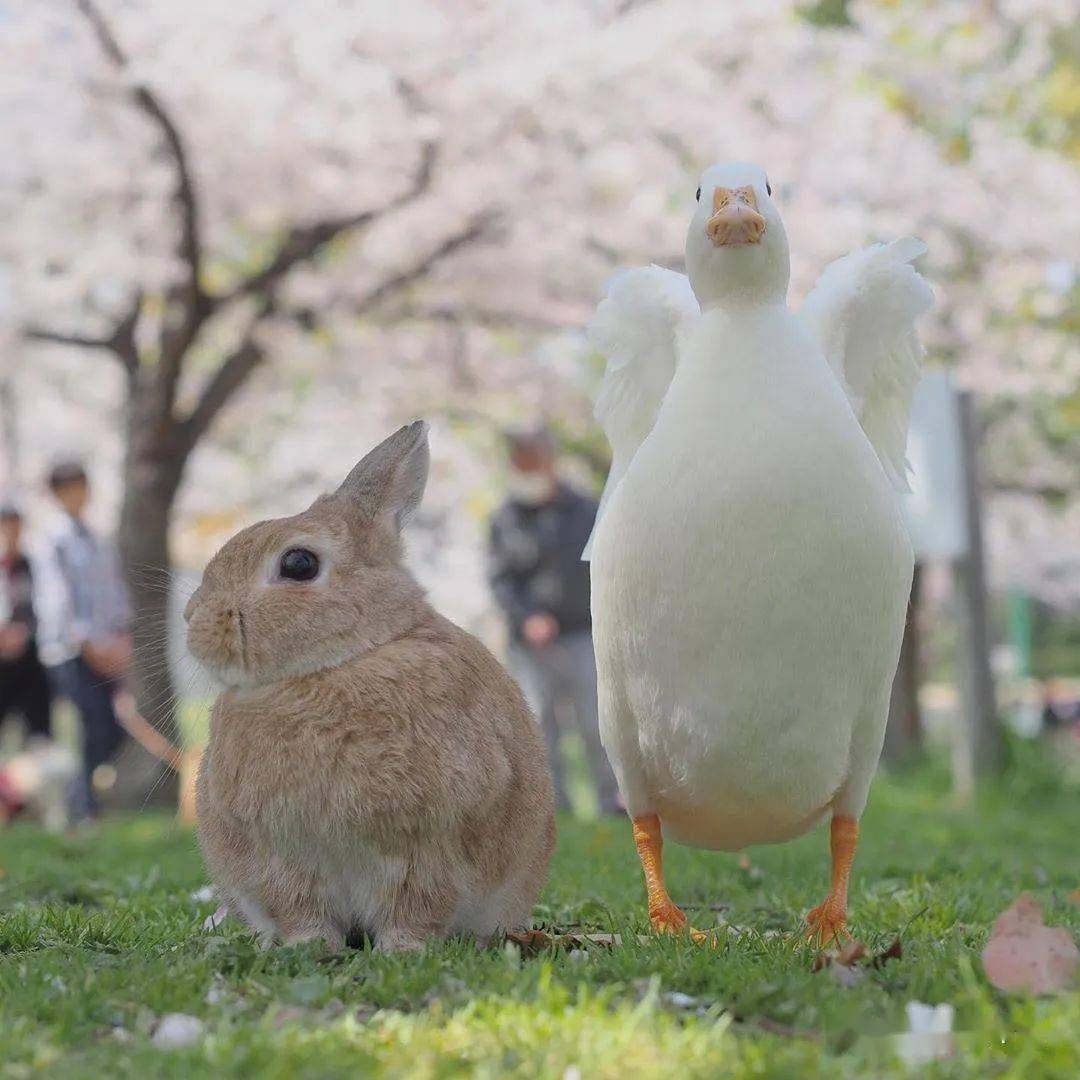 兔鸭cp的赏樱约会