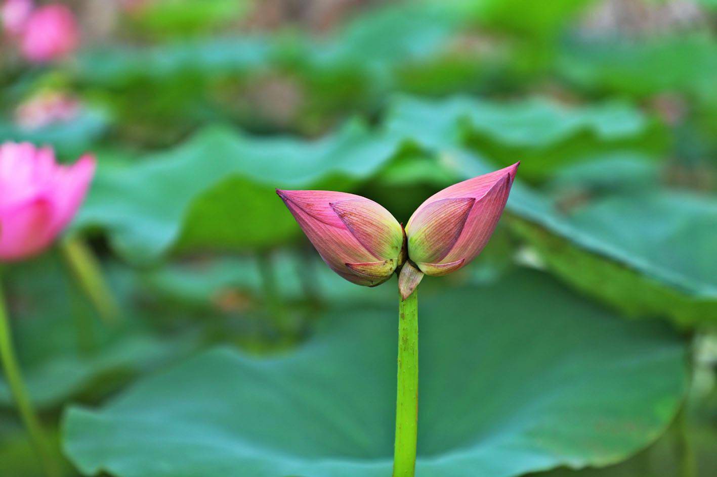 花开并蒂好兆头 东莞桥头再现并蒂莲