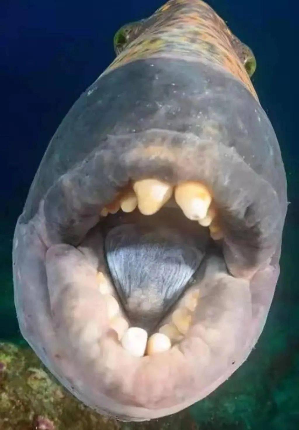 "之前扳机鱼咬过我的脚蹼,但是2019年10月份在图蓝本,有一条扳机鱼