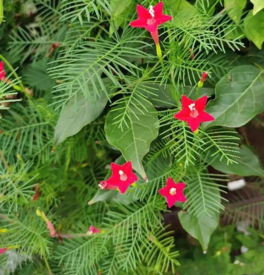 20种夏季花,热不死,还抗晒,大半年都开花,病虫害还少!_夏天