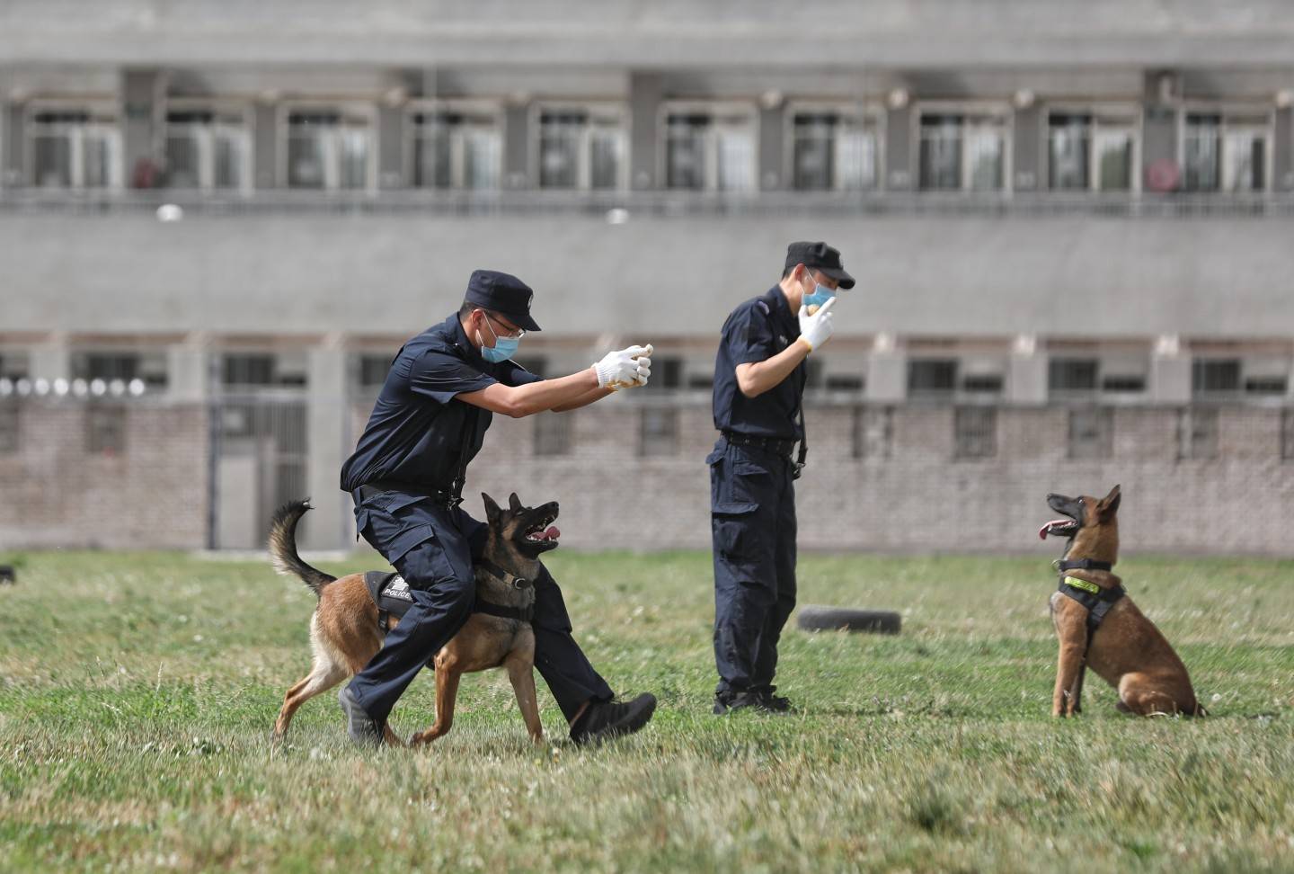 目前,我国公安部直属的一级警犬繁育基地有4个,分别位于沈阳,南昌
