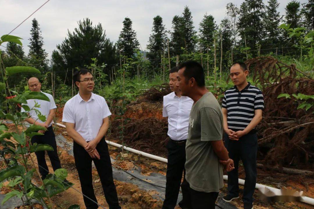 吴建良到忠诚镇调研百香果产业