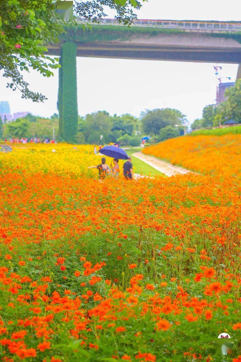 鼓山大桥下黄色花海"大爆发",太惊艳了!