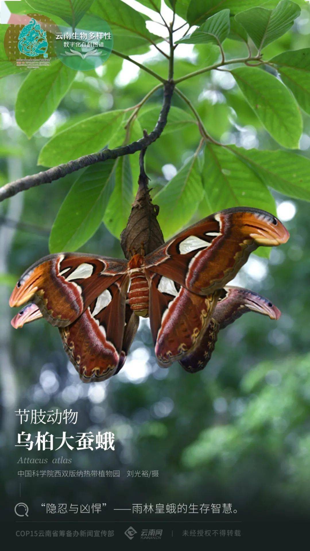 【云南生物多样性数字化百科图谱】节肢动物·乌桕大蚕蛾:"隐忍与凶悍
