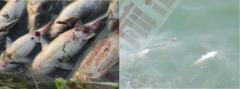 再来10大招饲料企业动保企业未来的竞争核心建立标准化鱼体检查流程④