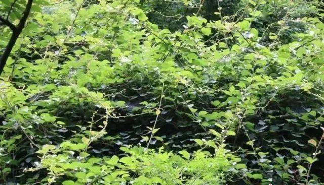 秦岭大菜园沟深处发现一棵野生猕猴桃树王专家猜它逾百岁