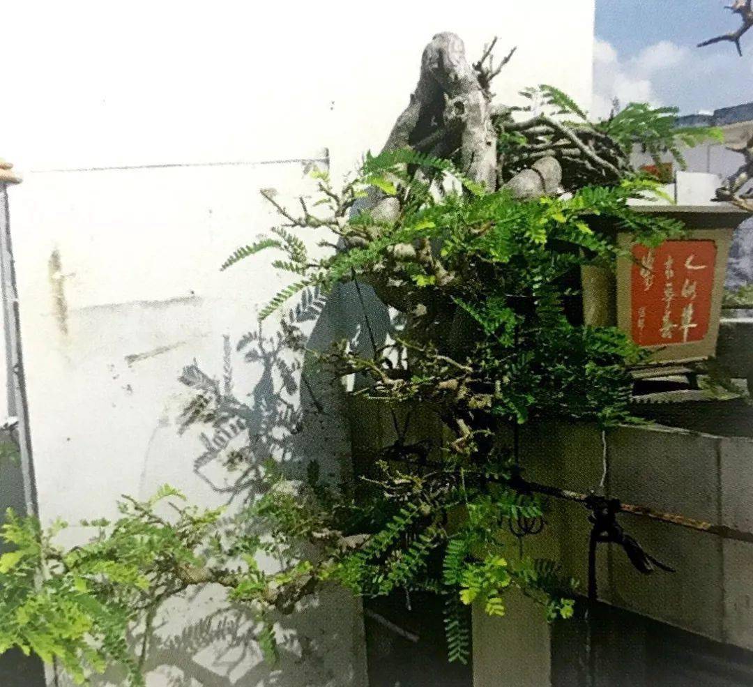 分享盆景造型案例,山油柑桩材十六年蜕变为盆景的成型轨迹!