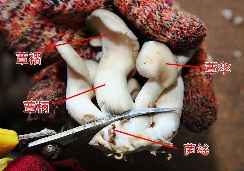 把菇蕈翻过来,在蕈盖的背面有一褶褶,叫做蕈褶(菌褶),里头藏有数十万