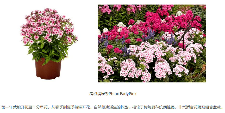 聚焦 这条路上的花坛 大有深意 主景