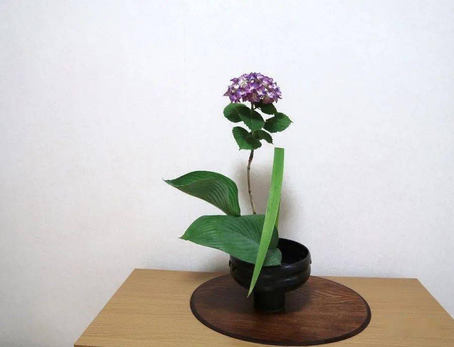 朱岚插花 一朵紫阳花的七变化 花茎