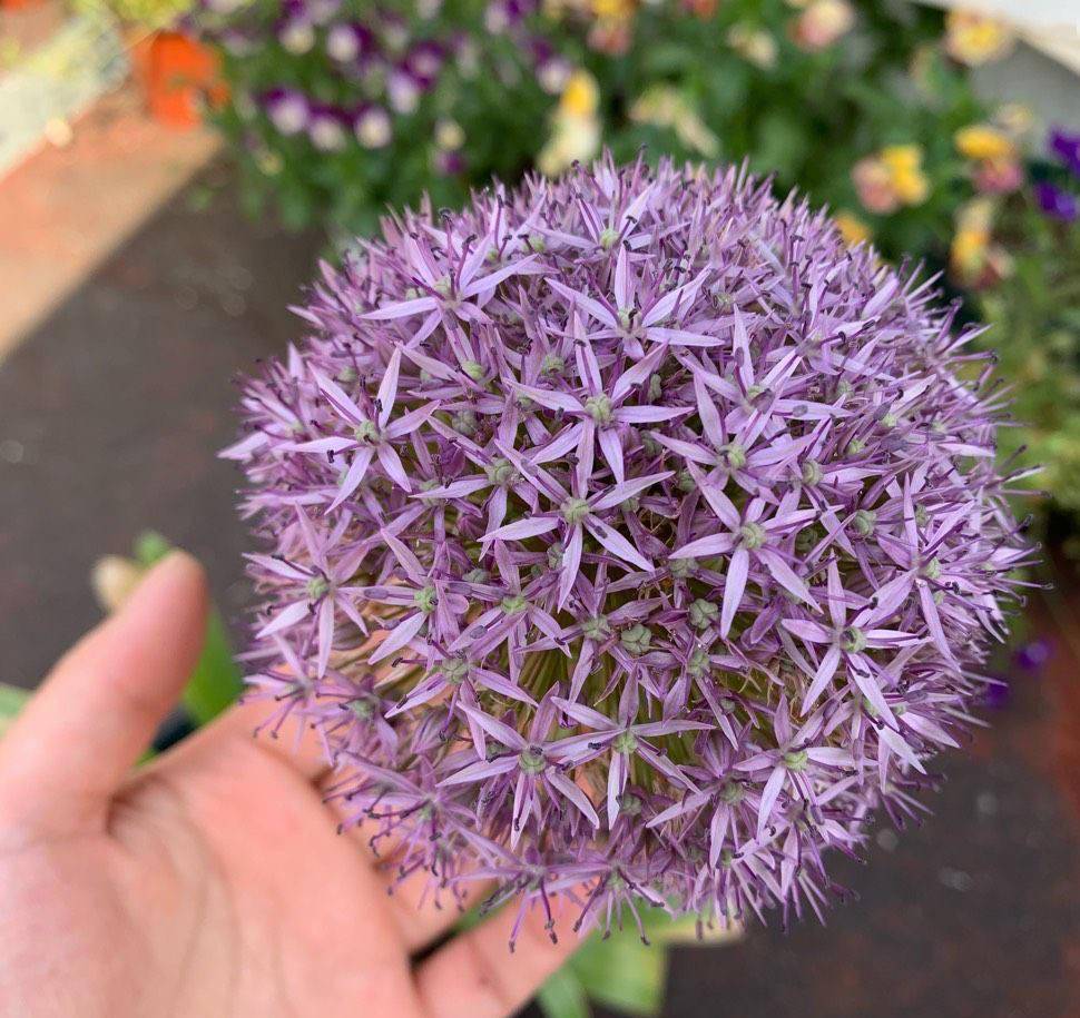 大花葱怎么养做好3点花球大颜色好看年年开