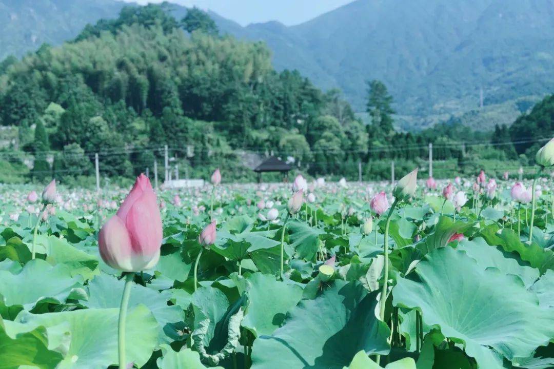 青田方山荷花基地图片