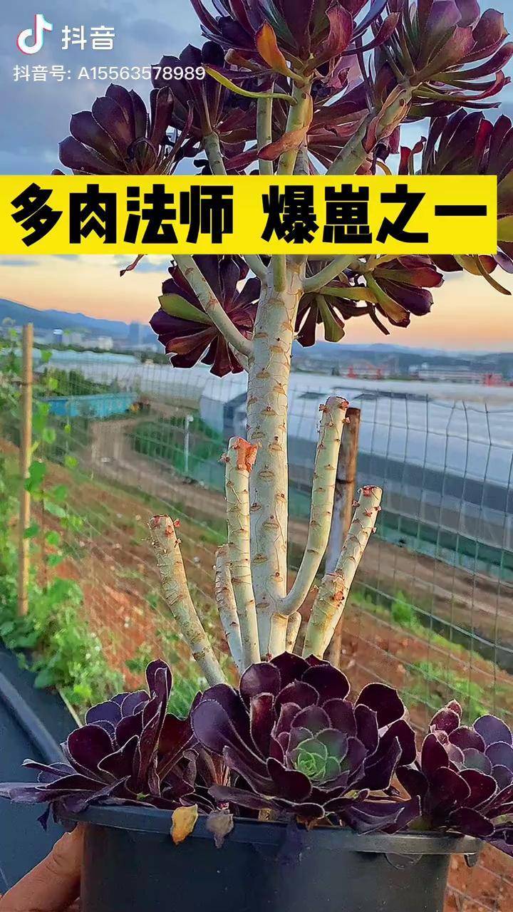 多肉法师繁殖怎么爆小崽,直接掰断杆子也是可以的.多肉繁殖多肉法师