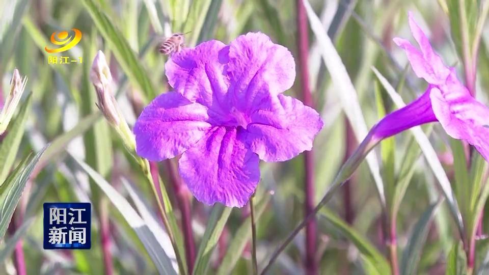 阳光下的蓝花草 单花