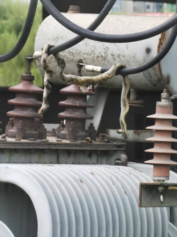 小蛇攀上变压器引发短路导致成都高新部分小区停电目前已恢复