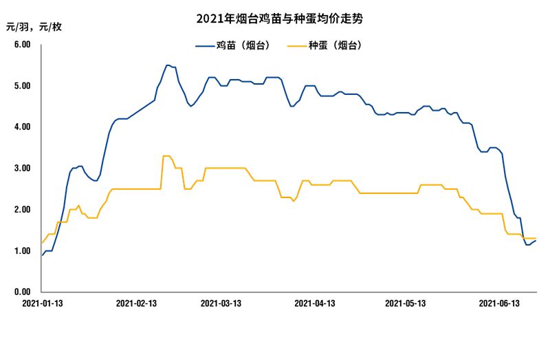 【中粮视点】白羽肉鸡:苗价探底,毛鸡低迷