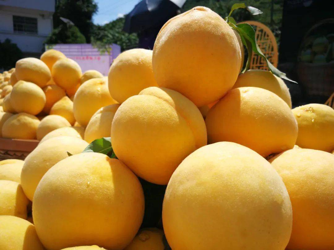 树上的黄桃 0e40169c69bc480c83749d79aad239d3.jpeg