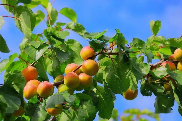 家乡庄磨的杏儿熟了