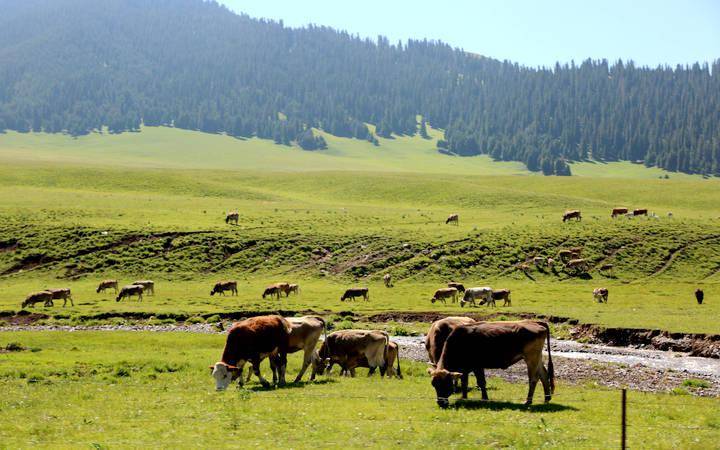 新疆昭苏:牧场草美褐牛肥