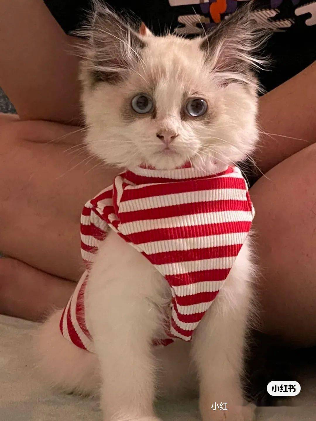 撞见一只粉猫以为有人虐猫了结果噗哈哈哈