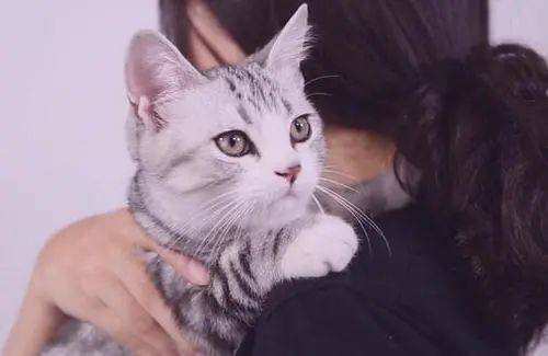 后颈|铲屎官养猫的坏习惯 ｜ 没错，说的就是你～