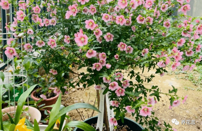 【图片来源网络】【文案编辑】目海园艺神乐