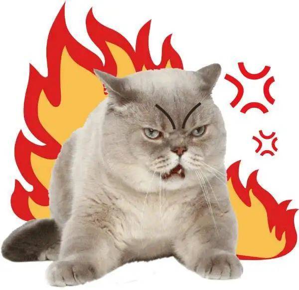 后颈|铲屎官养猫的坏习惯 ｜ 没错，说的就是你～