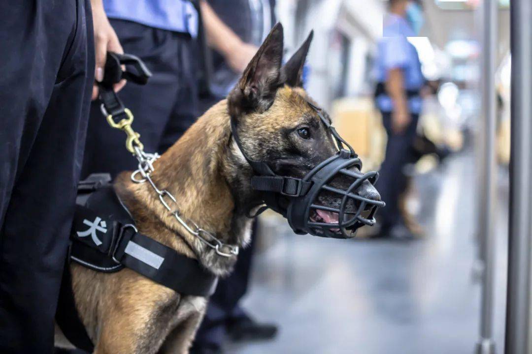 高萌预警成都地铁汪汪警队上线