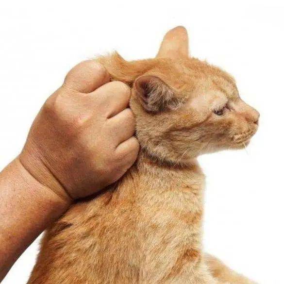 后颈|铲屎官养猫的坏习惯 ｜ 没错，说的就是你～