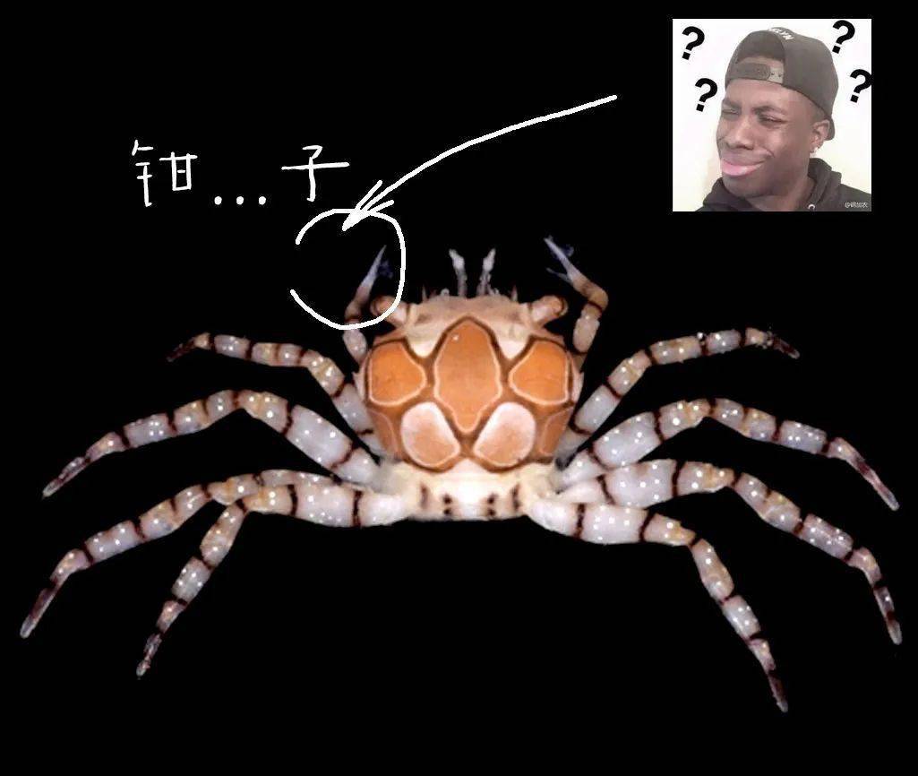 拳击蟹勇斗凶河豚